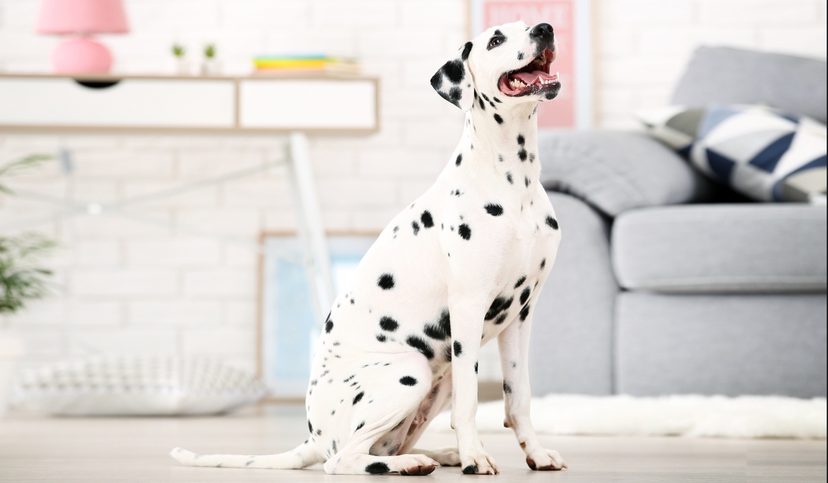 Perro blanco con manchas negras sentado frente al sofá