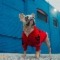 Perro vestido con jersey rojo